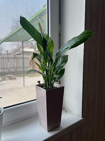 пульверизатора: Женское счастье в горшке с автополивом Полив 1 раз в 3 недели Грунт — 2