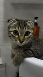 шотландская короткошерстная кошка: Скотиш Фолд (Шотландская вислоухая), 6 месяцев, Мальчик, Приучена к лотку — 2