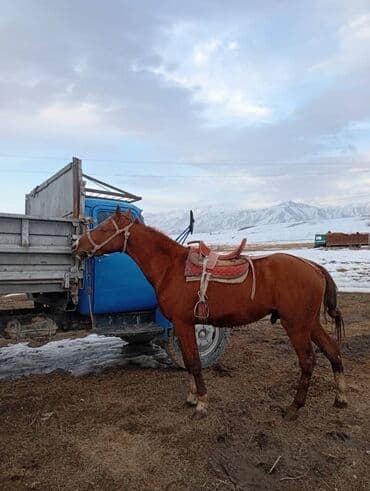 Продаю | Конь (самец) | Дончак | Рабочий | Племенные at lalafo.kg Продаю | Конь (самец) | Дончак | Рабочий | Племенные
