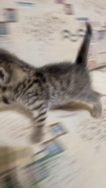 серые кошки фото: Котята Описание: - Милые домашние котята из одного помёта — 6
