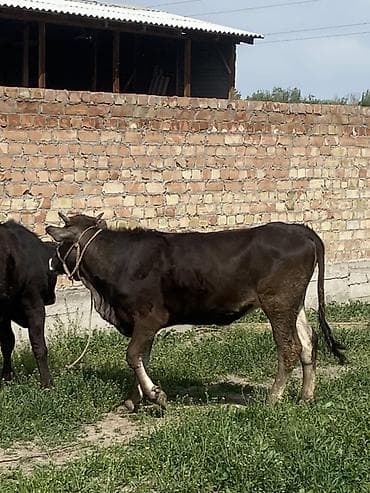 меренос бараны: Продаю | Корова (самка) | Полукровка | Для разведения | Стельные — 10