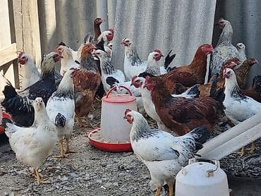 усыпление животных бишкек: Продаю | Куры | Домашняя | Для разведения — 1