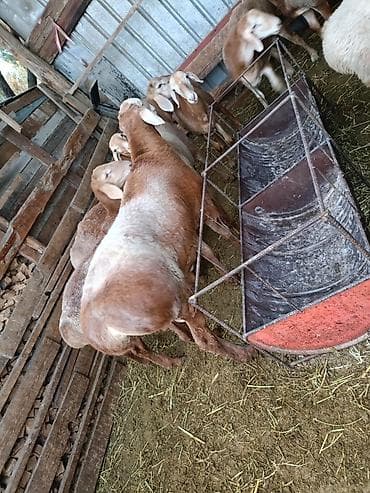 индийский морской рис: Продаю | Овца (самка) | Для разведения | Матка — 4