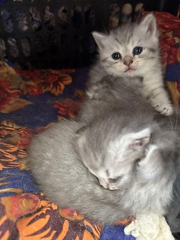 котята рыжие: Предлагаются к продаже шотландские вислоухие кошки и котята. Взрослая — 7