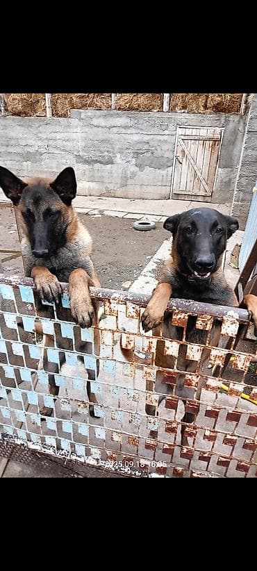 породистые кошки бишкек: Щенки бельгийской овчарки (малинуа) - Помёт от рабочих родителей на — 4