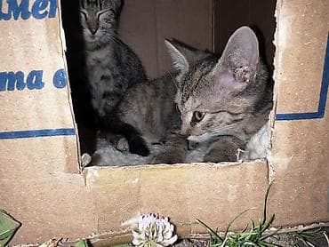 Кошки: Кошка даром: Беспородная, 2 месяца, Мальчик, Метис — 2