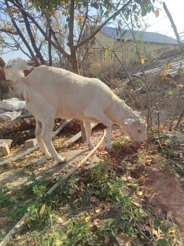 Продаю | Коза (самка)