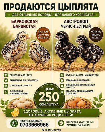 кости куриные: Продаю | Цыплята | Несушки — 1