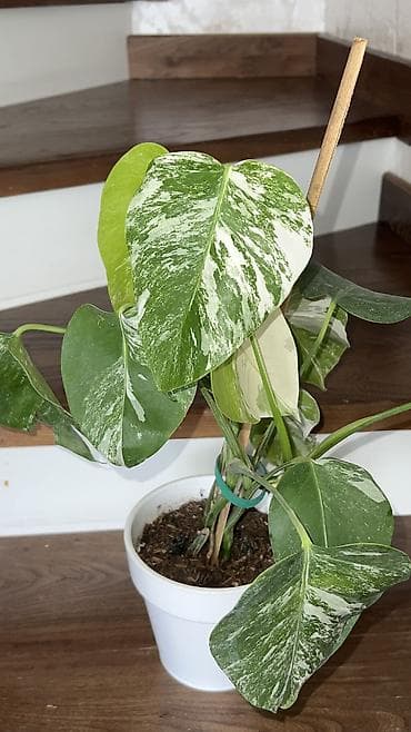 Монстерлер: Комнатные цветы #комнатные цветы#ароидные lalafo.kg да — 2 Монстерлер: Комнатные цветы #комнатные цветы#ароидные — 2