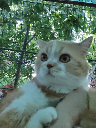 домик туалет для кошек: Скотиш Страйт (Шотландская прямоухая), 4 года, Мальчик — 3