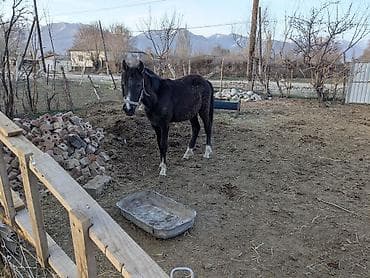 выезд ветеринара на дом: Продаю | Жеребенок | Полукровка | Рабочий | Племенные — 1