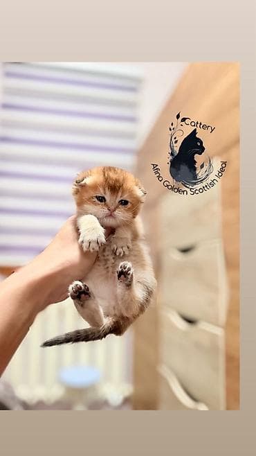 кошка бурма: Скотиш Фолд (Шотландская вислоухая), 1 месяц, Мальчик, Золотая шиншилла, Приучена к лотку, Проглистована, С документами — 3
