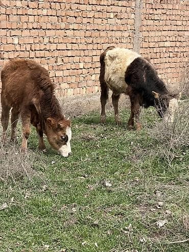 кел кел: Сатам | Бука (эркек) | Аргын, Голштин, Алатоолук — 10