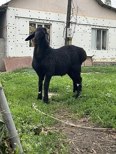каби корим: Продаю | Ягненок, Баран (самец) | Арашан | Для разведения | Племенные, Осеменитель — 4