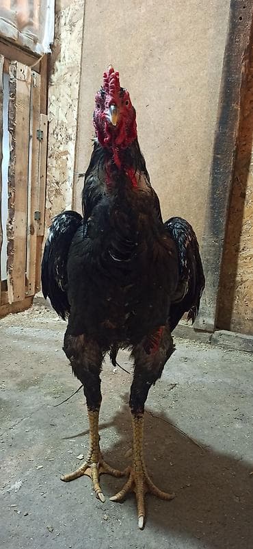 купить курицу домашнюю: Продаю | Петух | Бойцовая | Для разведения — 9