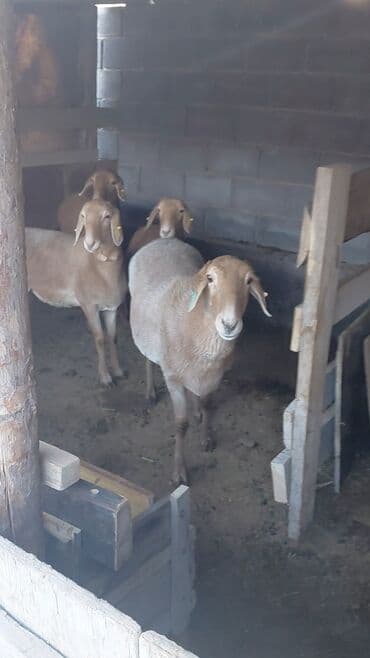 кролик ош: Продаю | Овца (самка), Ягненок | Арашан, Полукровка | На забой, Для разведения | Котные, Матка, Ярка — 6