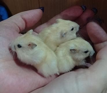 Собаки: Продаются хомячки джунгарские, сирийские, ангорские пушистые хомячки — 4