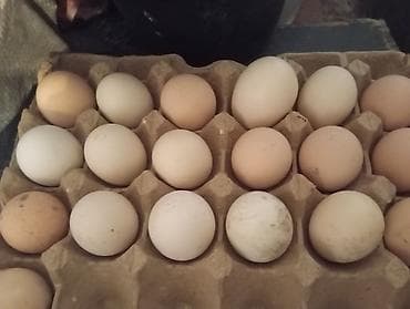 Продается инкубационные яйца, брама+ кохинхин
