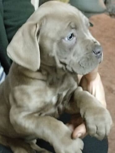 шпиц купить бишкек: Щенок крупной породы, окрас серо-голубой (шиншилла/серый), короткая — 2