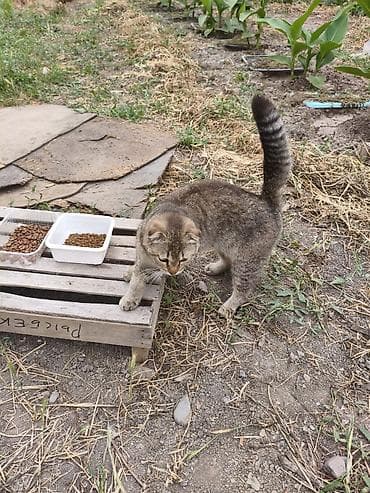 вин кот: 1 год, Мальчик, Приучена к лотку — 2