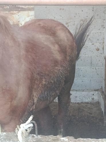 кона: Продаю | Кобыла (самка) | На забой — 3