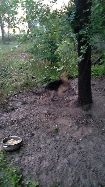 собаки сокулук: Немис овчаркасы, 5 айлык, Ургаачы, Эмделген — 1