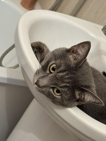 Животные: 3 года, Мальчик, Кастрирована, Приучена к лотку — 2