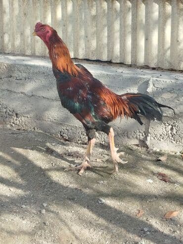 зоомагазин бишкек с животными: Продаю | Куры — 6