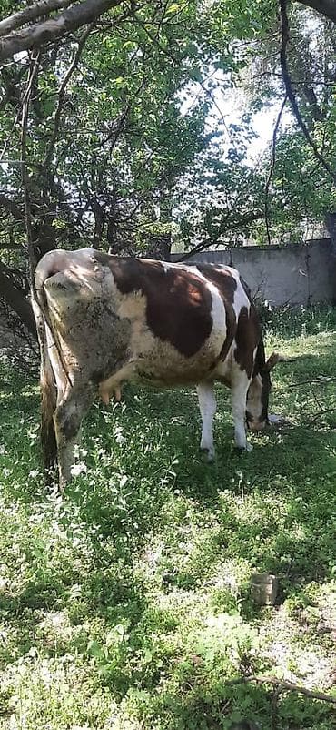 сколько стоит щенок золотистого ретривера: Продаю | Корова (самка) | Полукровка | Для молока | Искусственник — 1