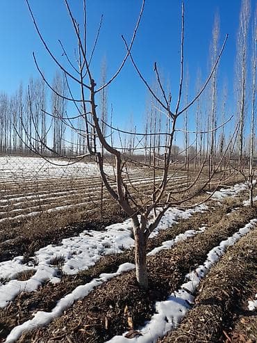 удобрения для сада: Момо дарактарды бутоо — 3