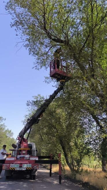 Детские сады, няни: Предлагаются услуги по обрезке и удалению деревьев, а также расчистке — 5