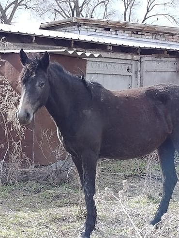 лошадка пони: Продаю | Кобыла (самка) | Конный спорт — 7