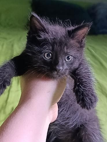 кошки на обувь: Кошка даром: Британская короткошёрстная, 2 месяца, Девочка, Метис, Приучена к лотку, Проглистована — 1