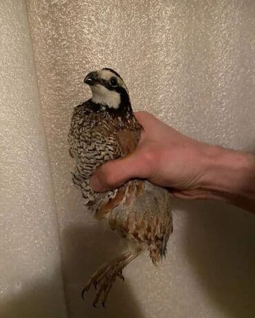 корм цыплят: Продаю | Куры, Петух — 6