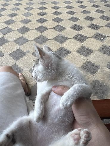 сиамский котенок: Кошка даром: Сиамская, 1 месяц, Мальчик, Метис, Приучена к лотку — 1