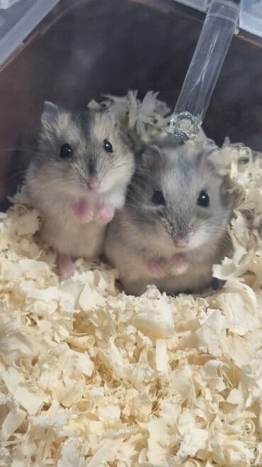 Хомяки: Джунгарские хомячки-отличный выбор домашнего питомца,шустрые и — 1