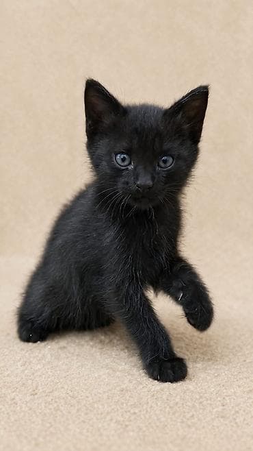 абиссинские котята: Отдадим котят в добрые руки! Котятам 2 месяца. Ласковые, игривые и — 1