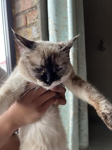 кошка бесплатная: Кошка даром: Сиамская, 7 месяцев, Девочка, Приучена к лотку — 9