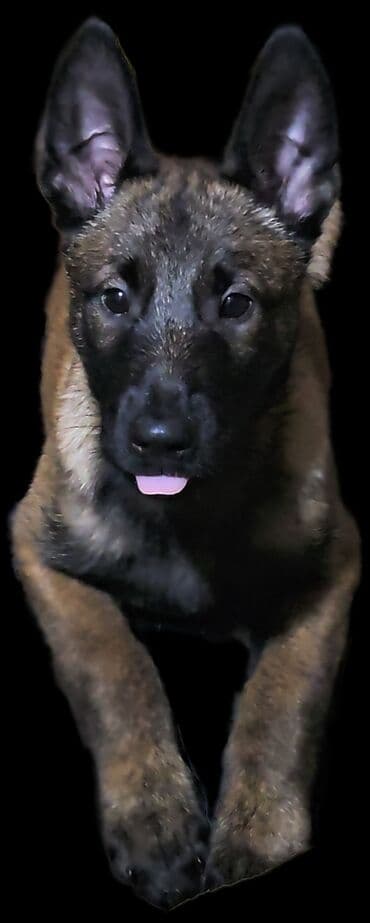 кангаль ит: Чистокровгые щенки Бельгийской овчарки /МАЛИНУА/ из питомника — 3