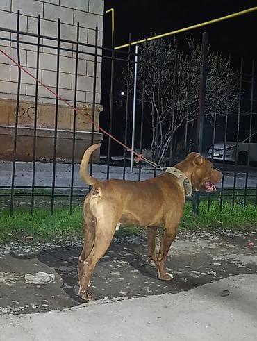 бойцовая птица: Продаю Пидбуль кубинский породы кабель 2 года по кличке Мусса — 1