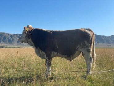 Мышыктар: Сатам | Бука (эркек) | Бордоп семиртүү үчүн — 2