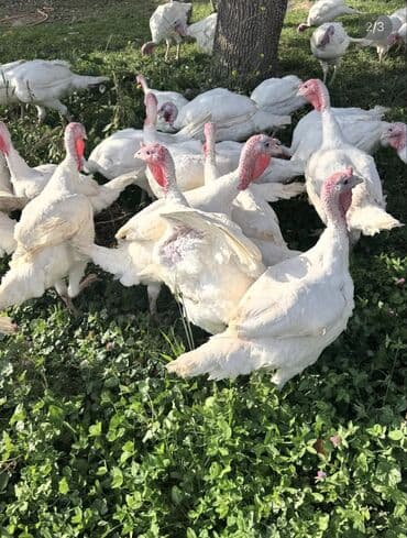 собака жалал абад: Продаю | Индюк (самец), Индюшата, Индюшка (самка) | На забой | Племенные — 2