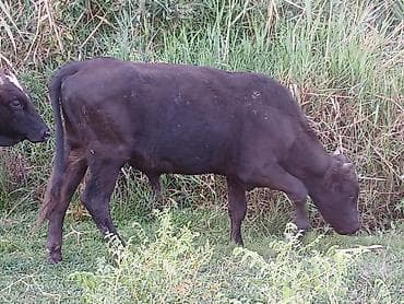 кор: Продаю | Бык (самец) | Алатауская, Аулиекольская | На откорм — 3