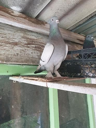 в связи с переездом отдам попугая жако в добрые руки: Такла голубка масти Сабуни с игрой. Здоровая,идет в пару.цена — 2
