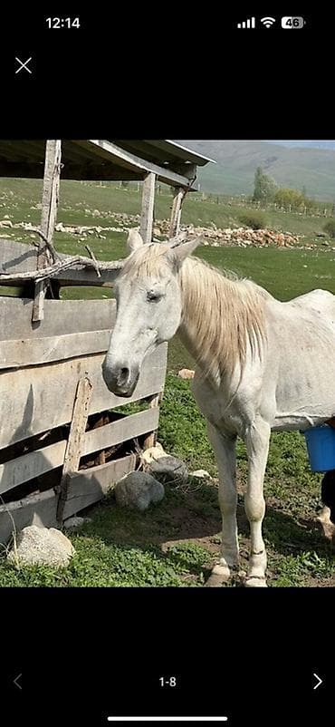 нежная: КЫМЫЗОЛЕЧЕНИЕ 2500 сом ВСЕ ВКЛЮЧЕНО‼️ Кумыс (традиционный напиток из — 2