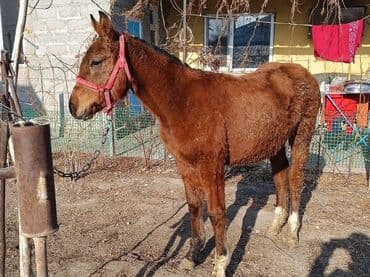 собаки для охраны: Продаю | Жеребенок | Для разведения — 3