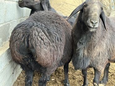 номер приюта для животных бишкек: Продаю | Ягненок, Баран (самец) | Гиссарская, Арашан | На забой, Для разведения, Для шерсти | Племенные — 9