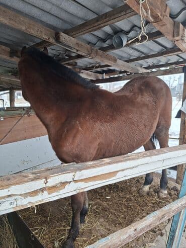 Продаю | Кобыла (самка) | Рабочий