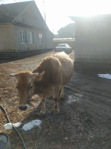 срочно продаю в связи с переездом: Продаю | Корова (самка) — 5