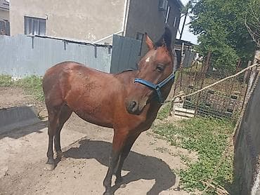 животные на продажу: Продается Тайчик два года ещё нет,не болеет не хромает очень резвый — 4